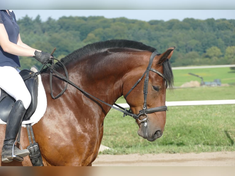 Zwaar warmbloed Ruin 10 Jaar 166 cm Bruin in Ganschow