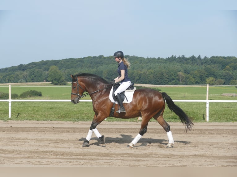 Zwaar warmbloed Ruin 10 Jaar 166 cm Bruin in Ganschow