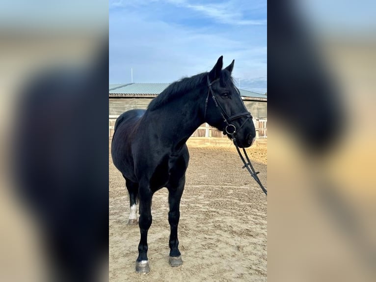Zwaar warmbloed Ruin 10 Jaar 167 cm Bruin in Stahnsdorf