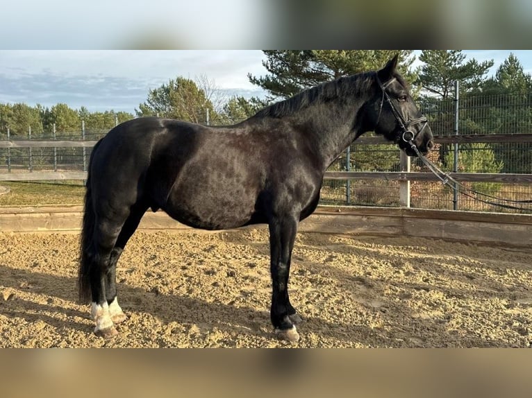 Zwaar warmbloed Ruin 10 Jaar 167 cm Bruin in Stahnsdorf