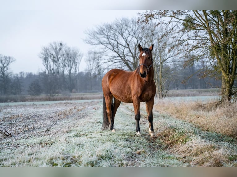 Zwaar warmbloed Ruin 10 Jaar 168 cm Bruin in Achern