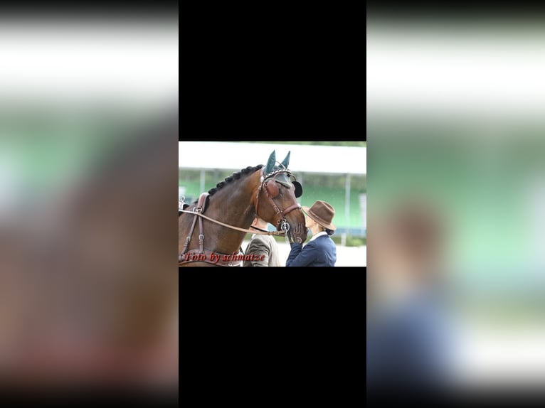Zwaar warmbloed Ruin 10 Jaar 172 cm Bruin in Herzberg