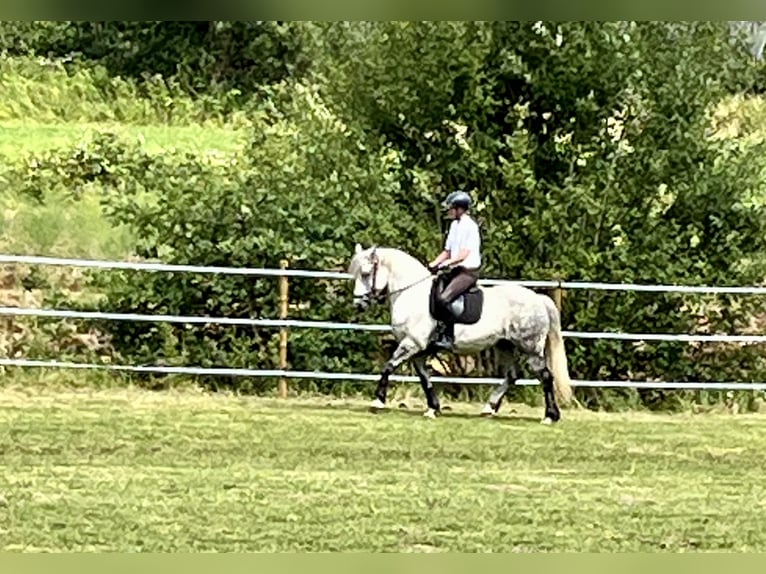 Zwaar warmbloed Ruin 11 Jaar 163 cm Appelschimmel in Frickingen
