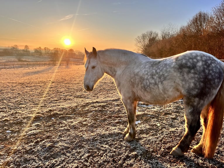Zwaar warmbloed Ruin 11 Jaar 163 cm Appelschimmel in Frickingen