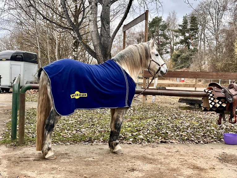 Zwaar warmbloed Ruin 11 Jaar 163 cm Appelschimmel in Frickingen