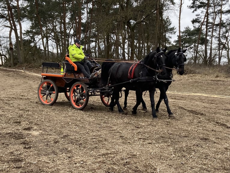 Zwaar warmbloed Ruin 11 Jaar 165 cm Zwart in Altlandsberg