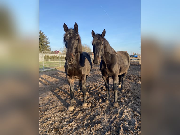 Zwaar warmbloed Ruin 11 Jaar 165 cm Zwart in Altlandsberg