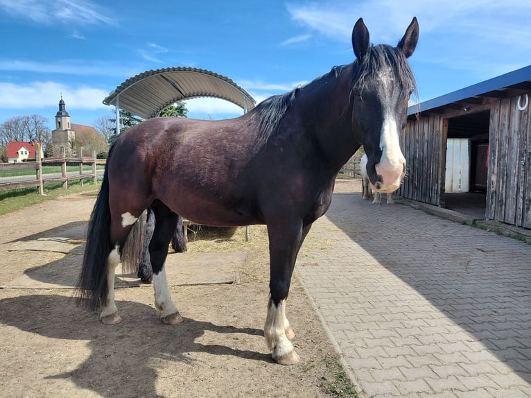 Zwaar warmbloed Mix Ruin 11 Jaar 188 cm Zwart in Markranstädt