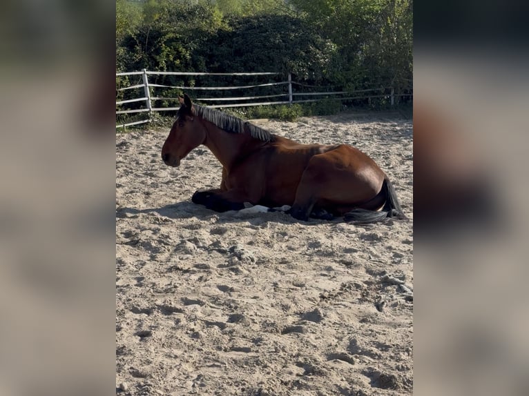 Zwaar warmbloed Ruin 12 Jaar 168 cm  in Bischheim