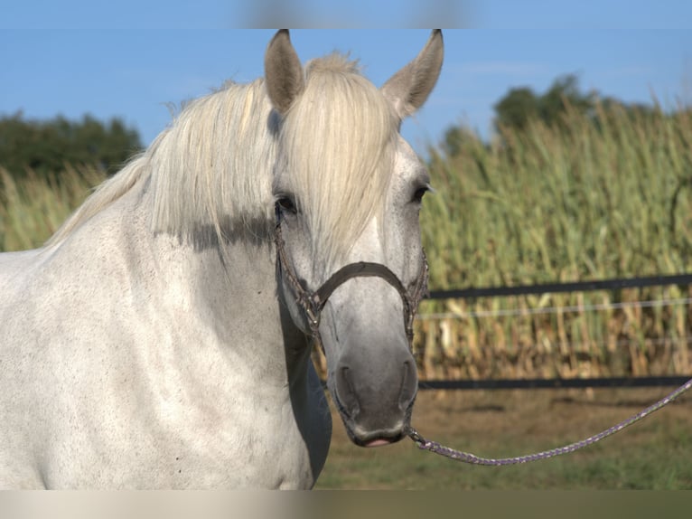 Zwaar warmbloed Ruin 14 Jaar 158 cm Schimmel in Wustrow