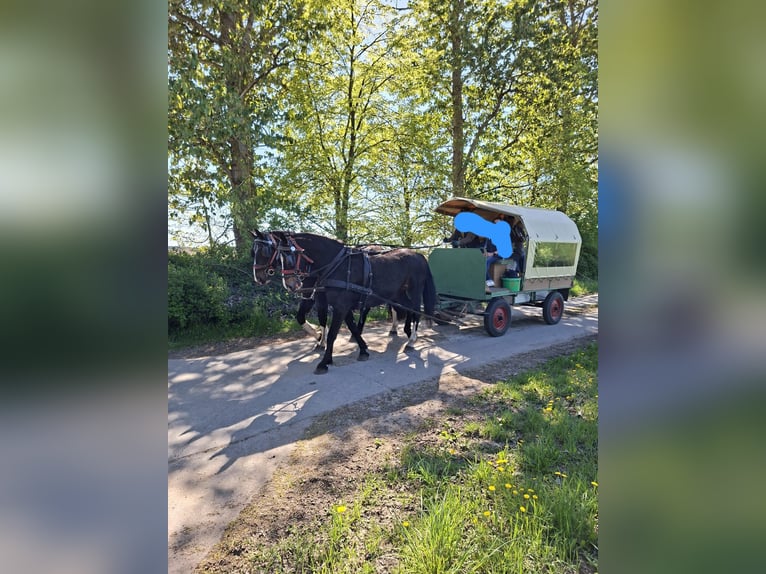 Zwaar warmbloed Ruin 14 Jaar 172 cm Zwart in Apenburg-Winterfeld