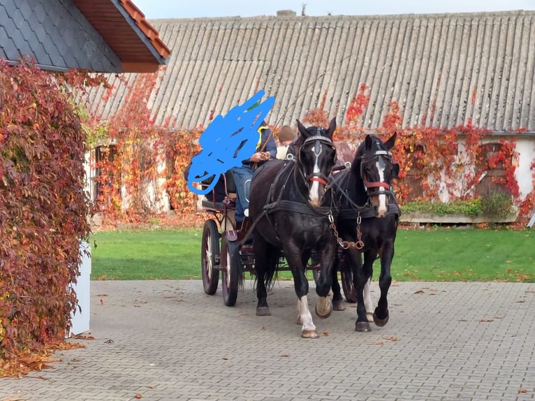 Zwaar warmbloed Ruin 14 Jaar 172 cm Zwart in Apenburg-Winterfeld