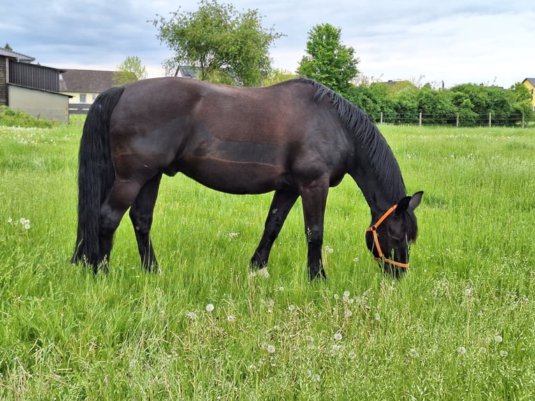 Zwaar warmbloed Ruin 15 Jaar 175 cm Zwart in Wolfenbüttel