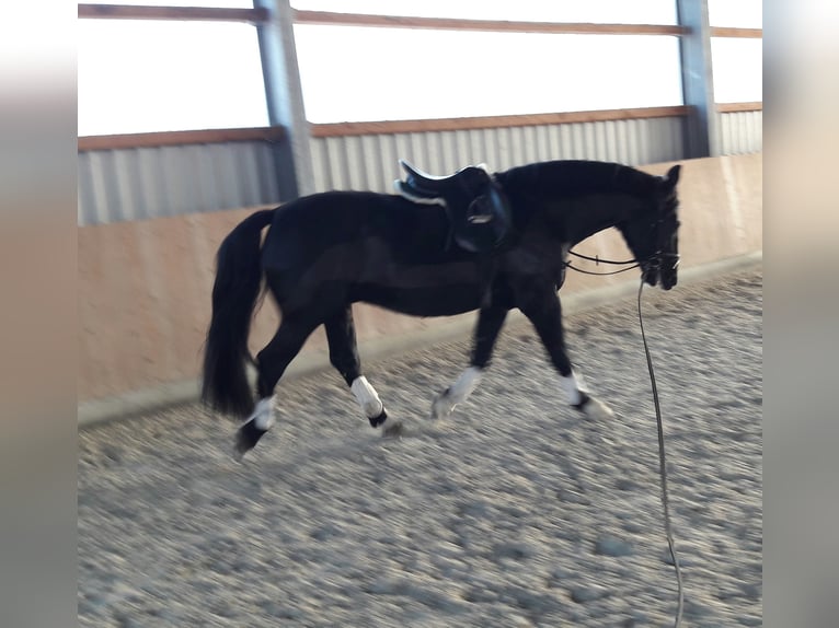 Zwaar warmbloed Ruin 15 Jaar 175 cm Zwart in Wolfenbüttel
