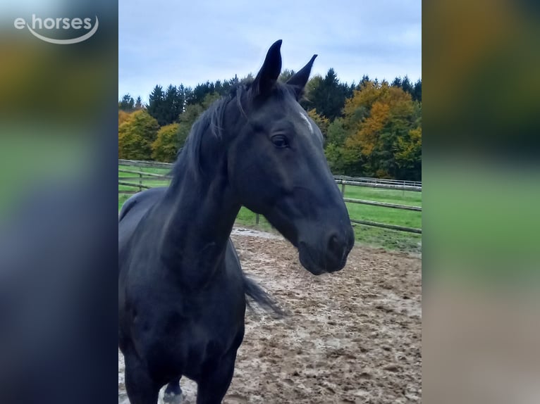 Zwaar warmbloed Ruin 16 Jaar 165 cm Zwart in Frelsdorf