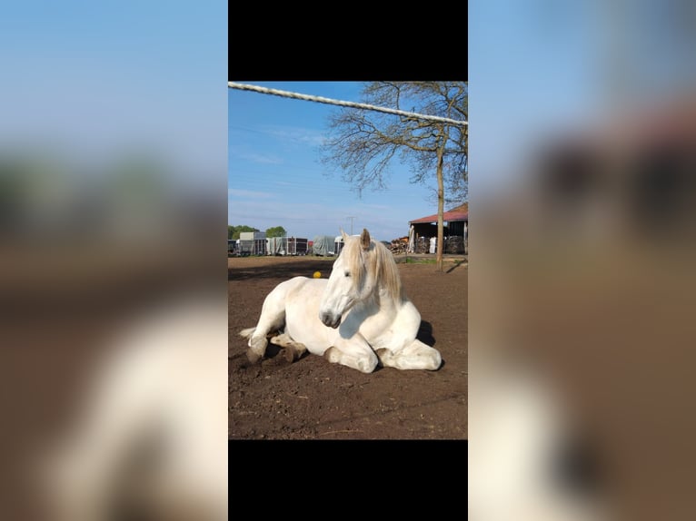 Zwaar warmbloed Ruin 17 Jaar 164 cm Schimmel in Neustadt am Rübenberge