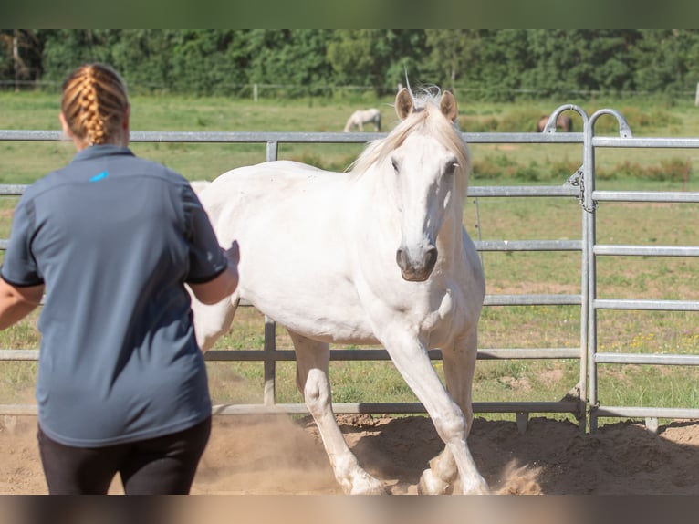 Zwaar warmbloed Ruin 17 Jaar 164 cm Schimmel in Neustadt am Rübenberge