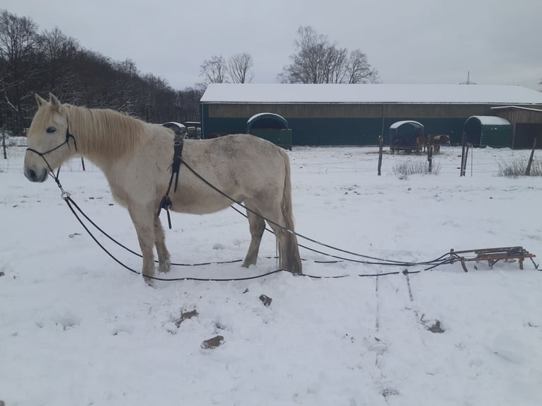 Zwaar warmbloed Ruin 17 Jaar 164 cm Schimmel in Neustadt am Rübenberge