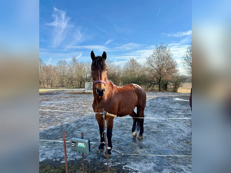Zwaar warmbloed Ruin 18 Jaar 170 cm Bruin in Görlitz