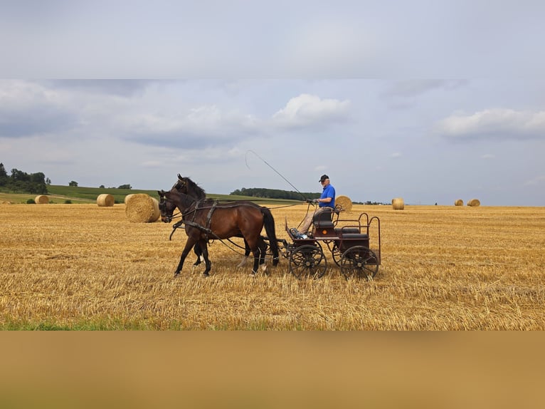 Zwaar warmbloed Ruin 18 Jaar 173 cm Bruin in Idenheim
