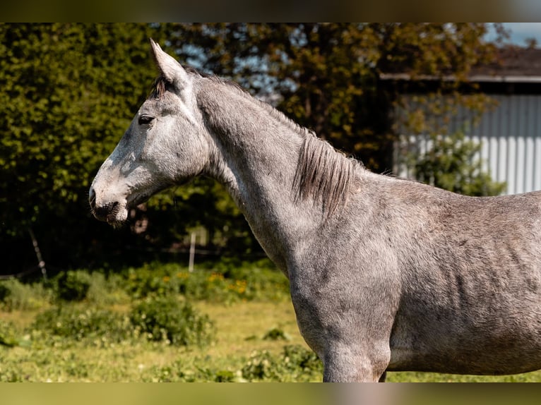 Zwaar warmbloed Ruin 1 Jaar 170 cm Appelschimmel in Kubschütz