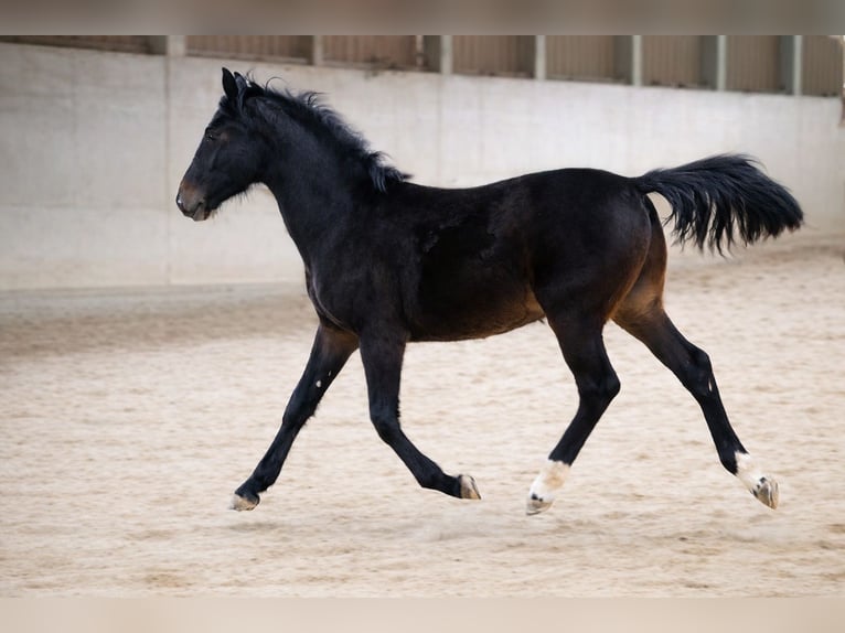 Zwaar warmbloed Ruin 1 Jaar Donkerbruin in Schorndorf