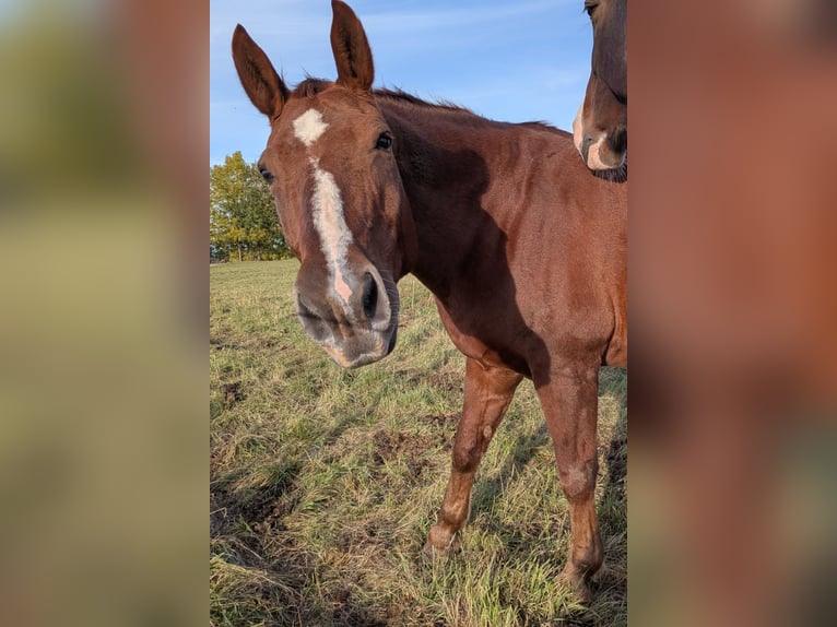 Zwaar warmbloed Ruin 20 Jaar 165 cm Vos in Kamenz