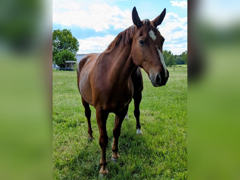 Zwaar warmbloed Ruin 20 Jaar 165 cm Vos in Kamenz