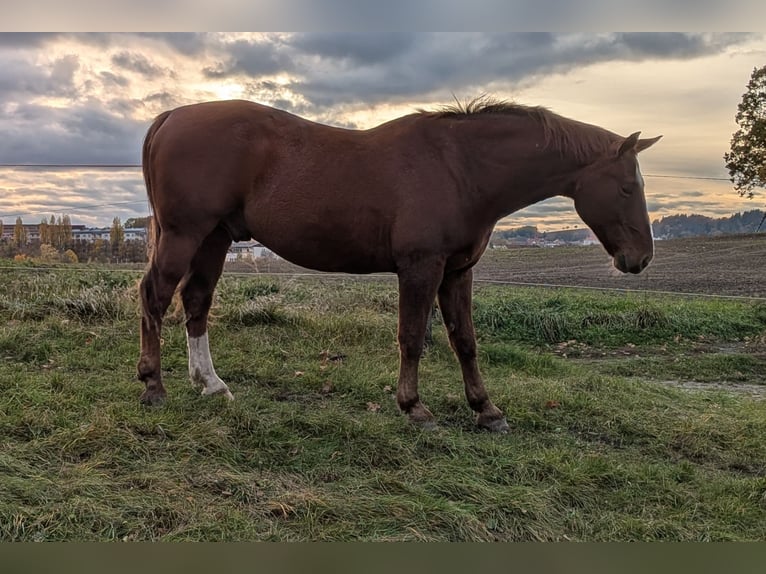 Zwaar warmbloed Ruin 20 Jaar 165 cm Vos in Kamenz