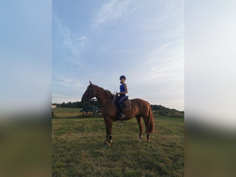 Zwaar warmbloed Mix Ruin 21 Jaar 175 cm Vos in Ostrau