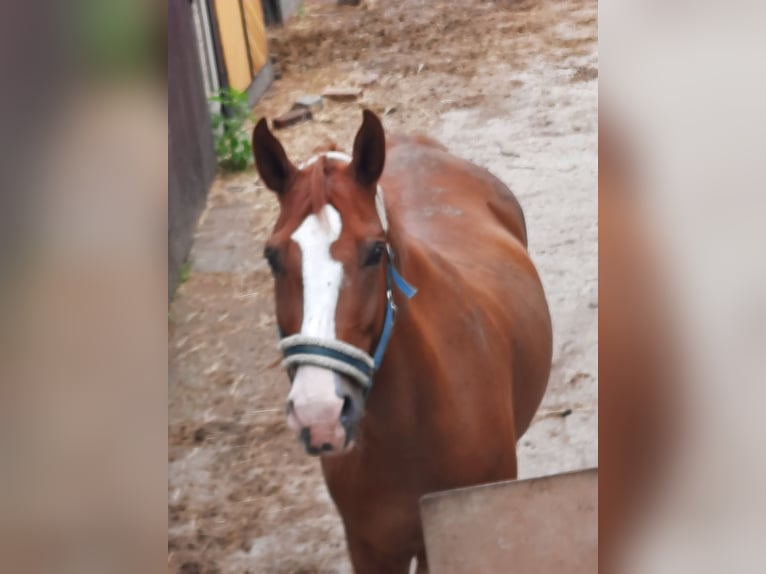 Zwaar warmbloed Mix Ruin 21 Jaar 175 cm Vos in Ostrau