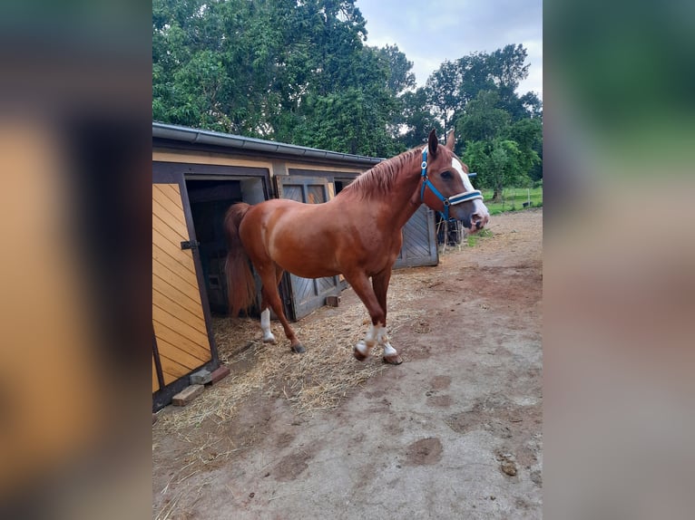 Zwaar warmbloed Mix Ruin 21 Jaar 175 cm Vos in Ostrau
