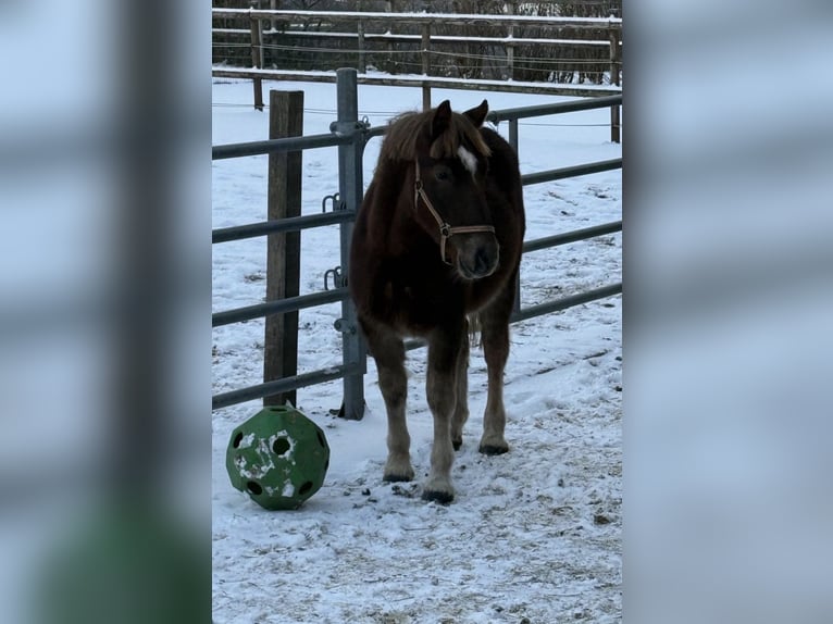 Zwaar warmbloed Ruin 2 Jaar 155 cm  in Daleiden