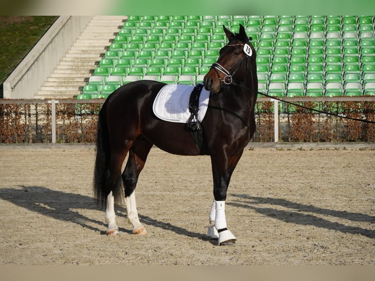 Zwaar warmbloed Ruin 2 Jaar 163 cm Donkerbruin in Korbu&#xDF;en