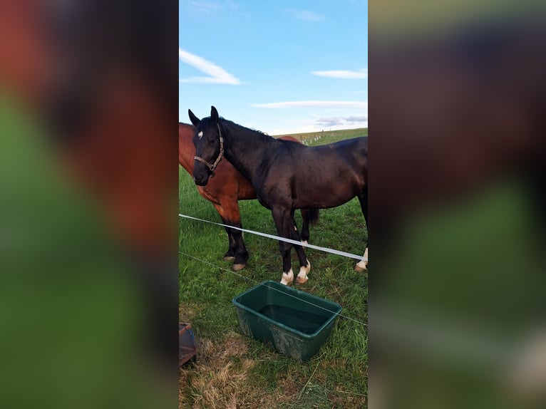 Zwaar warmbloed Ruin 2 Jaar 166 cm Zwart in Oederan