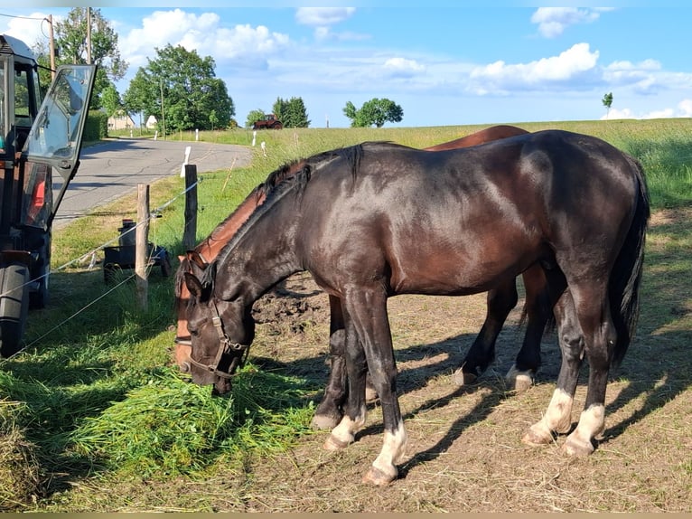 Zwaar warmbloed Ruin 2 Jaar 166 cm Zwart in Oederan