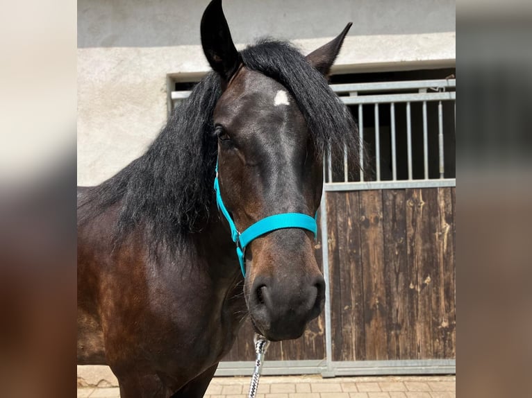 Zwaar warmbloed Mix Ruin 3 Jaar 155 cm Donkerbruin in G&#xF6;rlitz