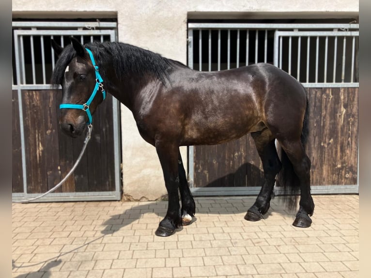 Zwaar warmbloed Mix Ruin 3 Jaar 155 cm Donkerbruin in G&#xF6;rlitz