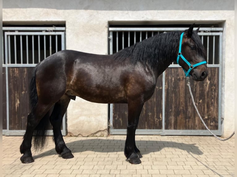 Zwaar warmbloed Mix Ruin 3 Jaar 155 cm Donkerbruin in G&#xF6;rlitz
