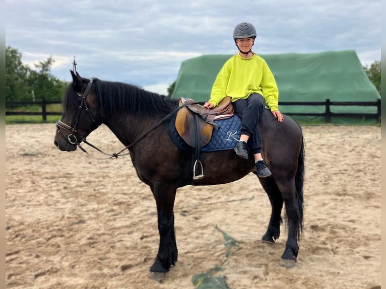Zwaar warmbloed Mix Ruin 3 Jaar 155 cm Donkerbruin in G&#xF6;rlitz