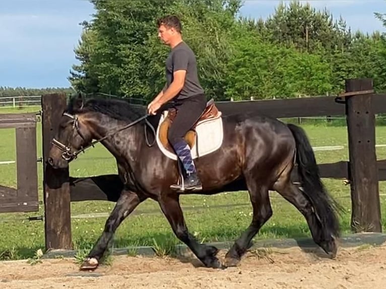 Zwaar warmbloed Mix Ruin 3 Jaar 155 cm Donkerbruin in G&#xF6;rlitz