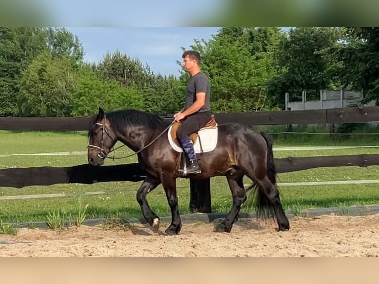 Zwaar warmbloed Mix Ruin 3 Jaar 155 cm Donkerbruin in G&#xF6;rlitz