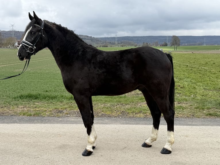 Zwaar warmbloed Ruin 3 Jaar 158 cm Zwart in Riedlingen