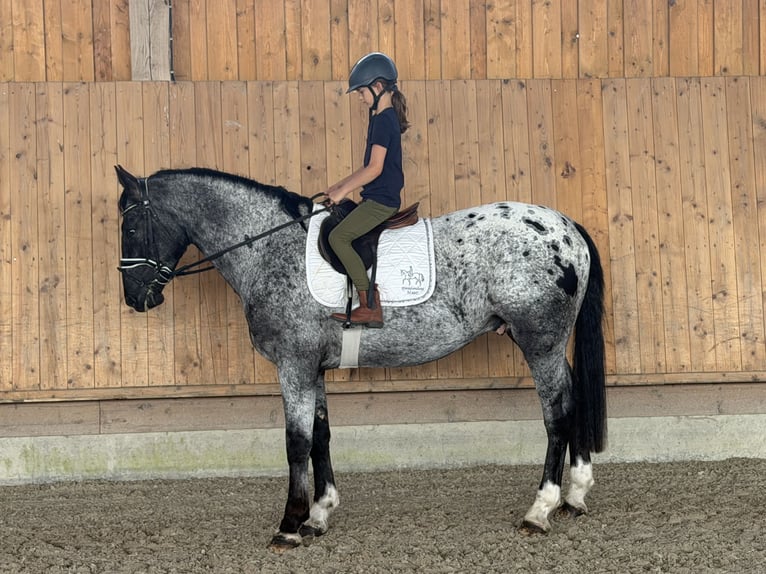 Zwaar warmbloed Mix Ruin 3 Jaar 160 cm Appaloosa in Riedlingen