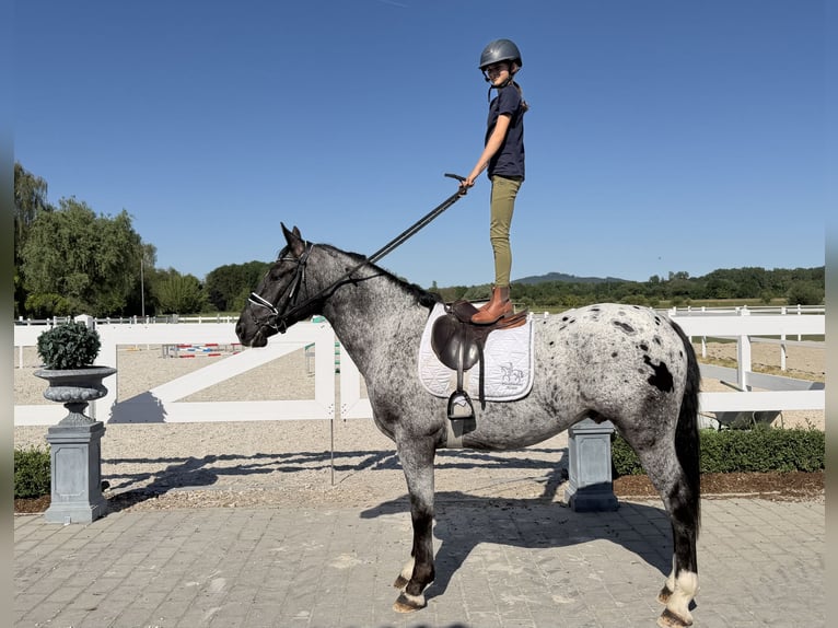 Zwaar warmbloed Mix Ruin 3 Jaar 160 cm Appaloosa in Riedlingen