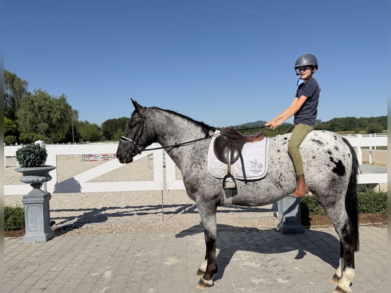 Zwaar warmbloed Mix Ruin 3 Jaar 160 cm Appaloosa in Riedlingen