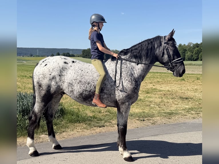 Zwaar warmbloed Mix Ruin 3 Jaar 160 cm Appaloosa in Riedlingen