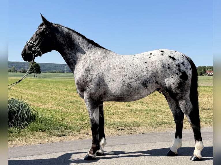 Zwaar warmbloed Mix Ruin 3 Jaar 160 cm Appaloosa in Riedlingen