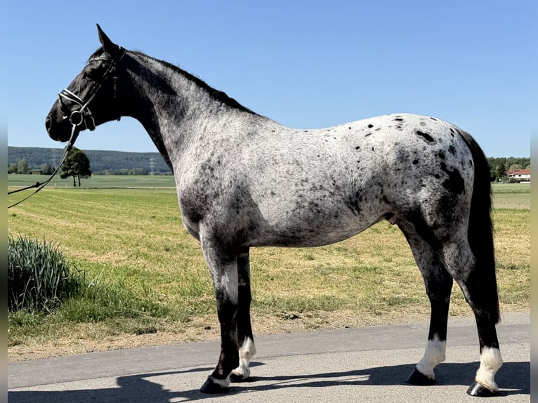 Zwaar warmbloed Mix Ruin 3 Jaar 160 cm Appaloosa in Riedlingen