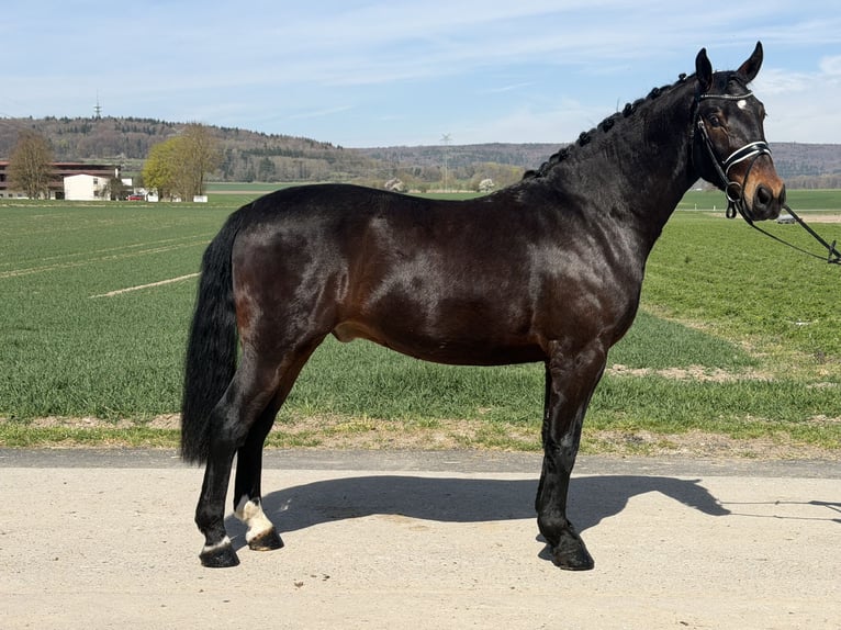 Zwaar warmbloed Ruin 3 Jaar 160 cm Donkerbruin in Riedlingen